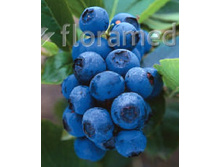 130���. �������� �������.jpg