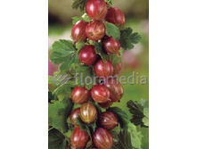 130���. ��������� ��������.jpg