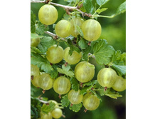 130���. ��������� ���������� ����.jpg