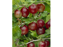 130���. ��������� ���������� ���.jpg