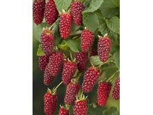 130���. ������-��������� ������ ��������.jpg