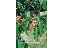 150���. ��������� ������ ����� (������� ���).jpg