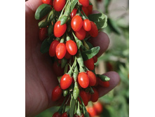 160���. ������ ������������ ��� ���.jpg