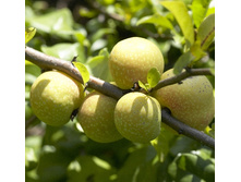 105���. ���� ������������ (���������) ������ �������.jpg