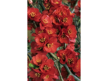 105���. ���� ���������� (���������) ������.jpg