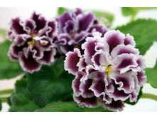 ��-���������.(2009)