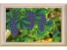 ����������� ����_608