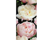 ���� ��� 340,0