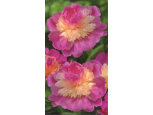 ���� �� ����� 310,0