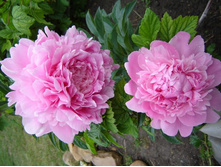 ���� ������ ����� 440,0