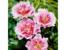 ���� �� ��� 390,0