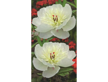 ���� �������� 215,0