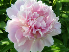 ���� �������� ������� 190,0