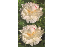 ���� ����� ����� 225,0