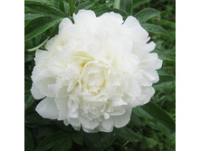 ���� ������ ���� 265,0