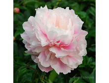 ���� ������ ���� 310,0