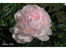 ���� ������ ���  295,0