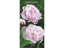 ���� ����� ������� 265,0