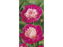 ���� ����� �� 310,0