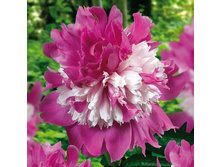 ���� ��������� 390,0