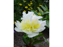 ���� ��� ����� 195,0