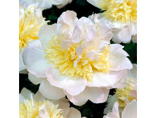 ���� ���� ���� 310,0