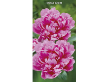 ���� ���� ����  265,0