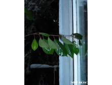 ����� "� ����� �����":)