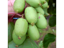 150���. ��������� ������ ����� (���������, ���������������).jpg