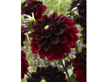 53,2���.�������� ��������� (���������� ������ ������ ���������� �� 1 ��.).jpg