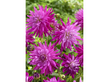 54,3���.�������� ���� ������� (���������� ������ ������ ���������� �� 1 ��.).jpg