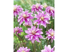 54,3���.�������� ����� ����� (���������� ������ ������ ���������� �� 1 ��.).jpg