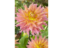 48,5���.�������� ����� (���������� ������ ������ ���������� �� 1 ��.).jpg