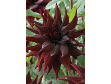 53,2���.�������� �������� ����� (���������� ������ ������ ���������� �� 1 ��.).jpg