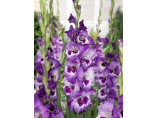 7,31���.��������� �����,������10-12 (���������� ������ ������ ���������� �� 10 ��.).jpg