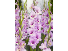 7,31���.��������� ������,������10-12 (���������� ������ ������ ���������� �� 10 ��.).jpg