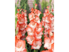 7,31���.��������� ��� ����,������10-12 (���������� ������ ������ ���������� �� 10 ��.).jpg