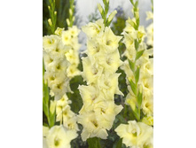 7,31���.��������� ���� ����,������10-12 (���������� ������ ������ ���������� �� 10 ��.).jpg