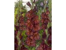 7,31���.��������� �������,������10-12 (���������� ������ ������ ���������� �� 10 ��.).jpg