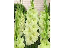 6,29���.��������� ���� ����,������10-12 (���������� ������ ������ ���������� �� 10 ��.).jpg