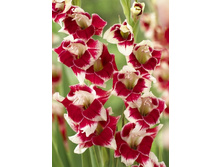 8,43���.��������� ������� (���������� ������ ������ ���������� �� 10 ��.).jpg