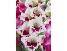 8,43���.��������� ����� ����� (���������� ������ ������ ���������� �� 10 ��.).jpg