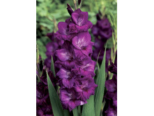 4,83���.��������� ��� ���,������10-12 (���������� ������ ������ ���������� �� 10 ��.).jpg