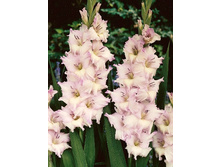 4,83���.��������� �������,������10-12 (���������� ������ ������ ���������� �� 10 ��.).jpg