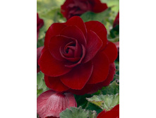 23,74���.������� �������� �����-������� (���������� �� ����� �������� �� 5��.).jpg