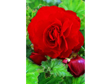 23,74���.������� �������� ����-������� (���������� �� ����� �������� �� 5��.).jpg