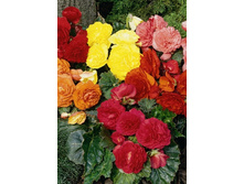 35���.������� ��� ���� ����� (�������� ���� �� 5 ��., ����������� ����� 1��.).jpg