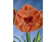 139,2���.��������� ������� (�������� ���� �� 1 ��., ����������� ����� 1��.).jpg