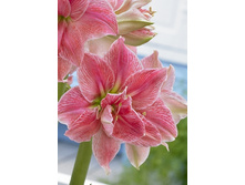 186,5���.��������� ���� ���� (�������� ���� �� 1 ��., ����������� ����� 1��.).jpg