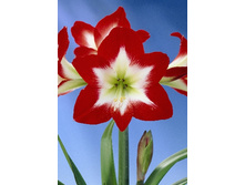 204,3���.��������� ���� ��� (�������� ���� �� 1 ��., ����������� ����� 1��.).jpg